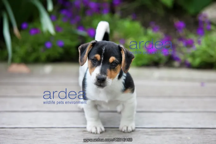 : Jack Russell Terrier, puppy standing on wooden floor : Jack Russell Terrier, puppy standing on wooden floor