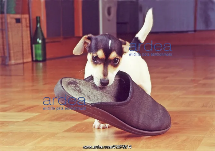 : Jack Russell Terrier retrieves slipper, Germany : Jack Russell Terrier retrieves slipper, Germany