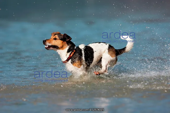 : Jack Russell Terrier running in water, North Tyrol : Jack Russell Terrier running in water, North Tyrol