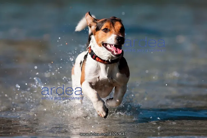 : Jack Russell Terrier running in water, North Tyrol : Jack Russell Terrier running in water, North Tyrol