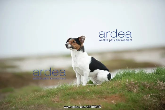 : Jack Russell Terrier sitting on the beach : Jack Russell Terrier sitting on the beach