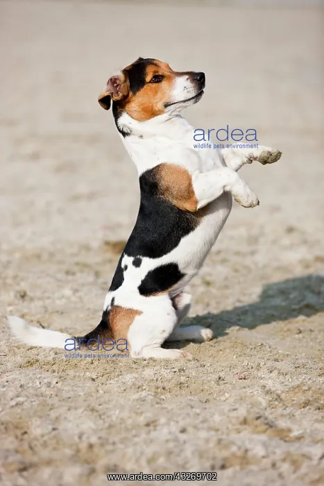 : Jack Russell Terrier sitting up begging, Austria : Jack Russell Terrier sitting up begging, Austria