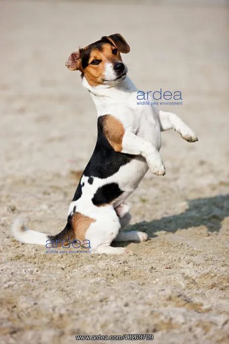 : Jack Russell Terrier sitting up begging, Austria : Jack Russell Terrier sitting up begging, Austria