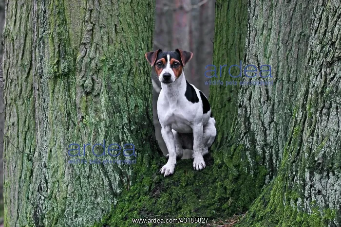 : Jack Russell Terrier sitting in fork of a tree : Jack Russell Terrier sitting in fork of a tree