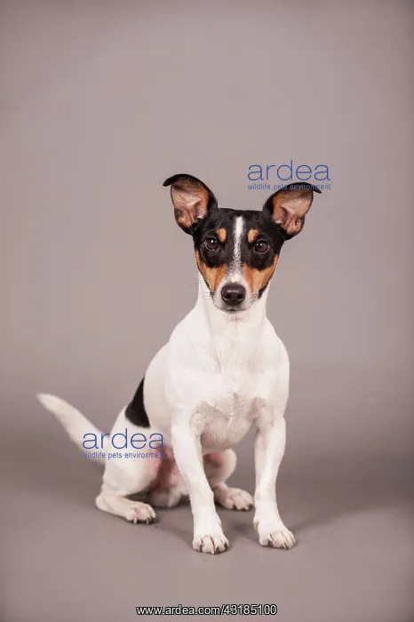 : Jack Russell Terrier, sitting, Germany, Europe : Jack Russell Terrier, sitting, Germany, Europe