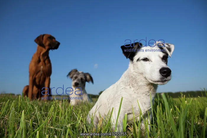 : Jack Russell Terrier sitting in a meadow in front : Jack Russell Terrier sitting in a meadow in front