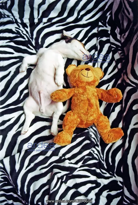 : Jack Russell Terrier, Sleeping Teddy, Germany, Europe : Jack Russell Terrier, Sleeping Teddy, Germany, Europe