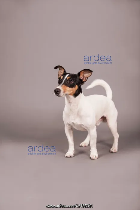 : Jack Russell Terrier, standing, Germany, Europe : Jack Russell Terrier, standing, Germany, Europe