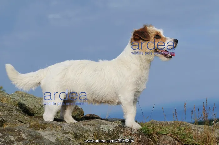 : Jack Russell Terrier, standing on rocks : Jack Russell Terrier, standing on rocks