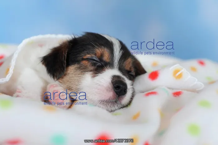: Jack Russell Terrier, tricolor, puppy 5 weeks, sleeps : Jack Russell Terrier, tricolor, puppy 5 weeks, sleeps