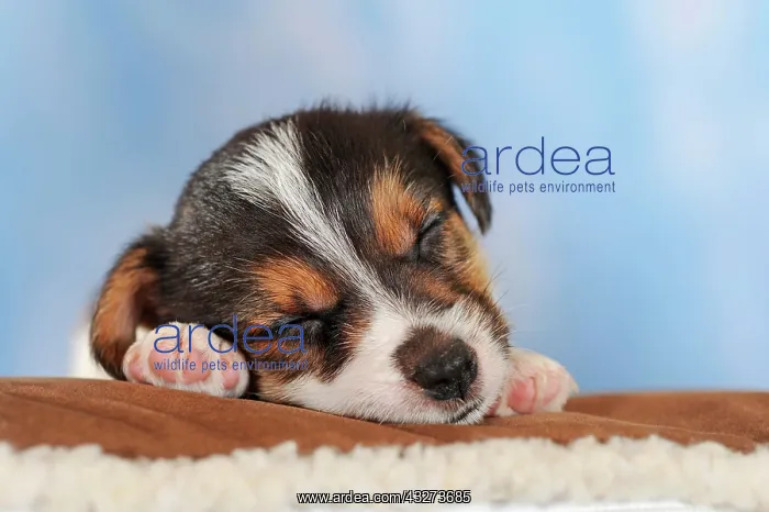 : Jack Russell Terrier, tricolor, puppy 5 weeks, sleeping : Jack Russell Terrier, tricolor, puppy 5 weeks, sleeping