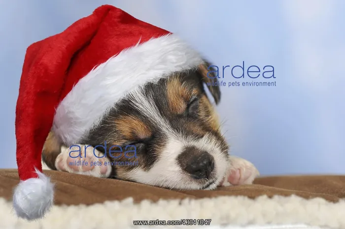 : Jack Russell Terrier, tricolor, puppy 5 weeks : Jack Russell Terrier, tricolor, puppy 5 weeks