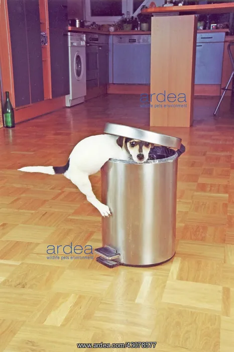 : Jack Russell Terrier tries to raid the trash can : Jack Russell Terrier tries to raid the trash can