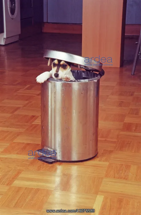 : Jack Russell Terrier tries to raid the trash can : Jack Russell Terrier tries to raid the trash can