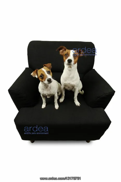 : Two jack russell terriers sitting on a black chair : Two jack russell terriers sitting on a black chair