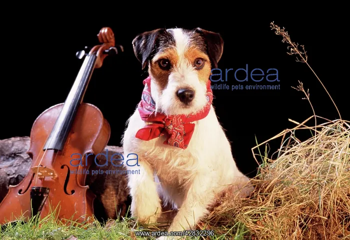  : JACK RUSSELL - wearing gypsy scarf with violin