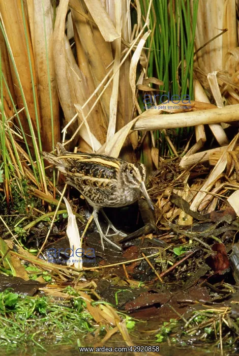  : JACK SNIPE