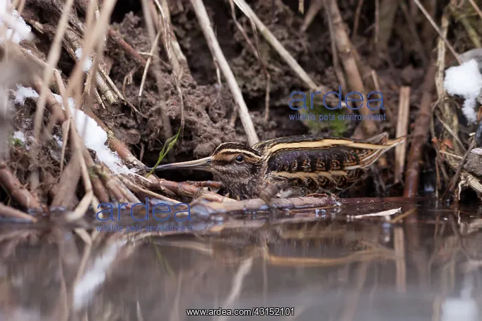 : Jack Snipe : Jack Snipe