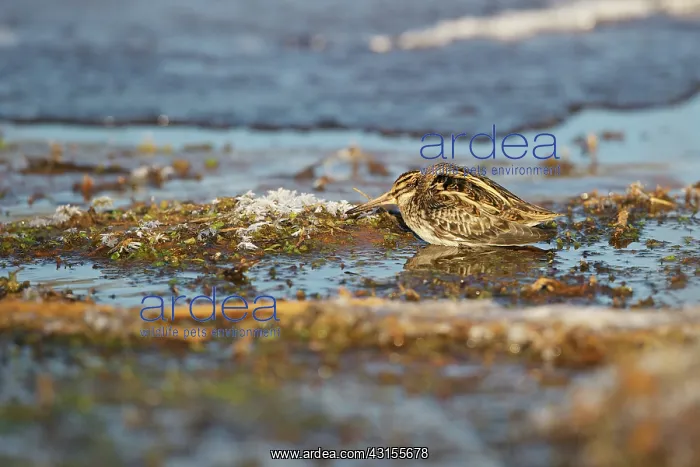 : Jack Snipe : Jack Snipe