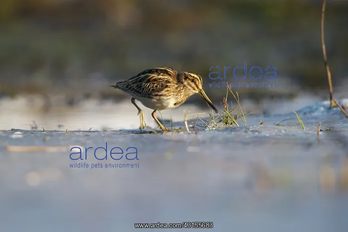 : Jack Snipe : Jack Snipe