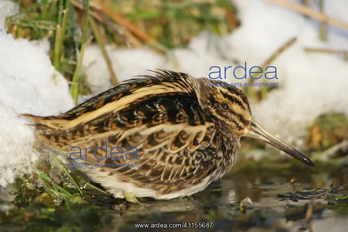 : Jack Snipe : Jack Snipe
