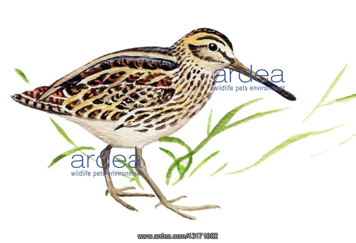 : Jack Snipe : Jack Snipe