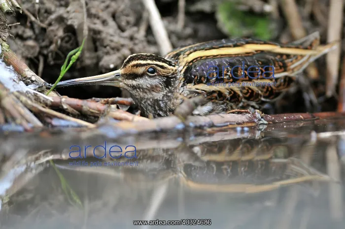: Jack Snipe : Jack Snipe