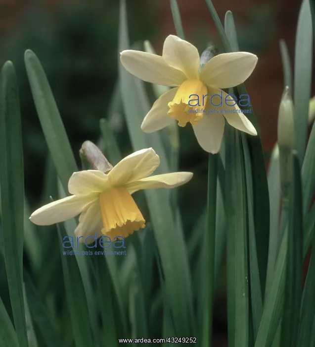 : Jack Snipe daffodil : Jack Snipe daffodil