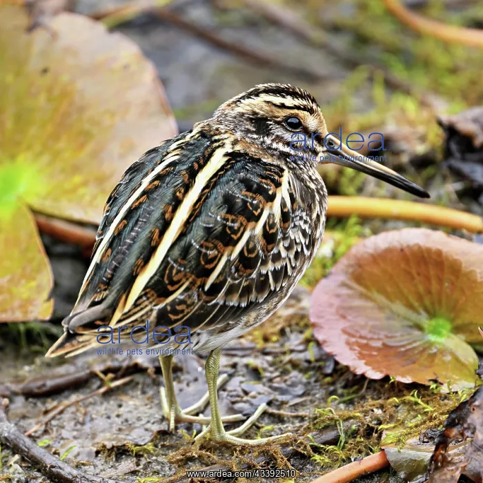 : Jack snipe (Lymnocryptes minimus), Switzerland : Jack snipe (Lymnocryptes minimus), Switzerland