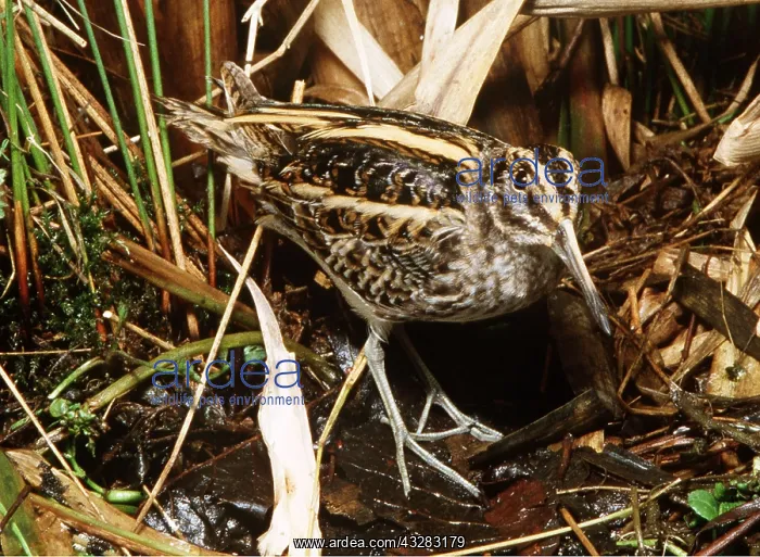 : Jack Snipe - male : Jack Snipe - male