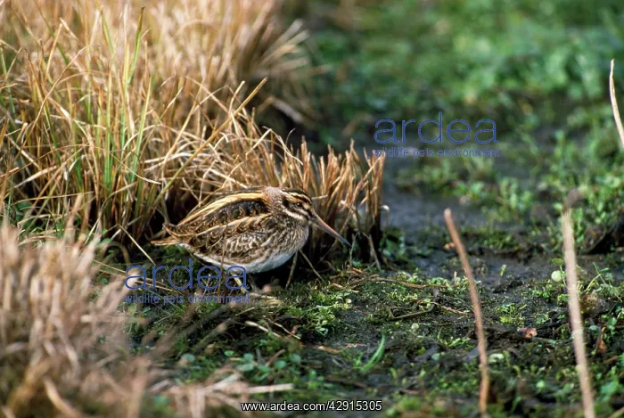 : JACK SNIPE - on muddy grass : JACK SNIPE - on muddy grass
