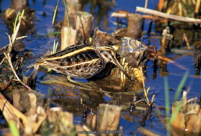 : JACK SNIPE - AT WATERS EDGE : JACK SNIPE - AT WATERS EDGE