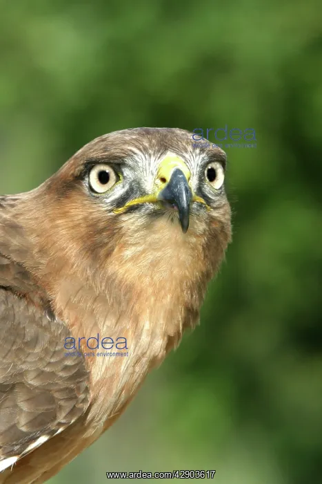 : Jackal buzzard - close-up of face showing beak : Jackal buzzard - close-up of face showing beak