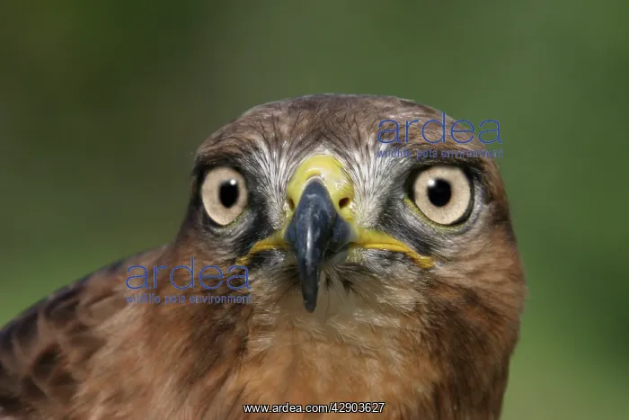 : Jackal buzzard - close-up of face showing beak : Jackal buzzard - close-up of face showing beak