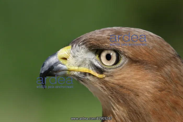 : Jackal Buzzard - close-up of head : Jackal Buzzard - close-up of head