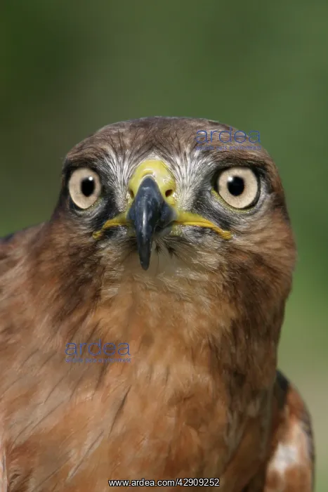  : Jackal Buzzard - close-up of head