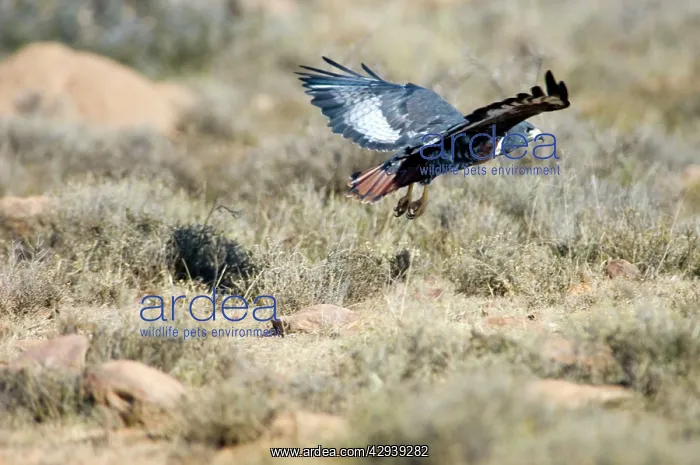  : Jackal Buzzard - flying low in pursuit of prey