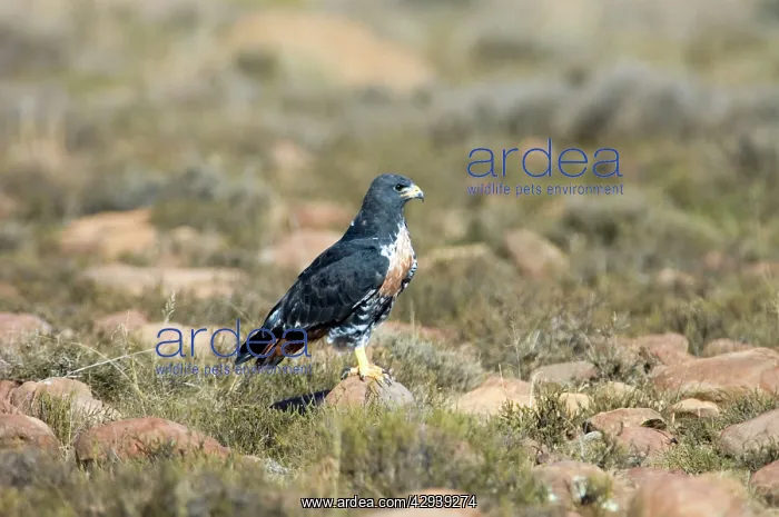 : Jackal Buzzard - using stone as viewpoint for hunting prey : Jackal Buzzard - using stone as viewpoint for hunting prey