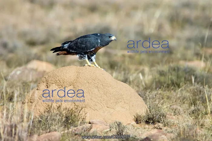 : Jackal Buzzard - using termite mound as viewpoint : Jackal Buzzard - using termite mound as viewpoint
