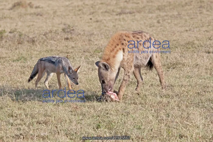 : Jackal (Canis mesomelas) harassing Spotted Hyaena : Jackal (Canis mesomelas) harassing Spotted Hyaena