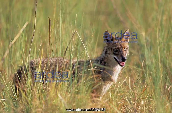 : Jackal in the grassland : Jackal in the grassland
