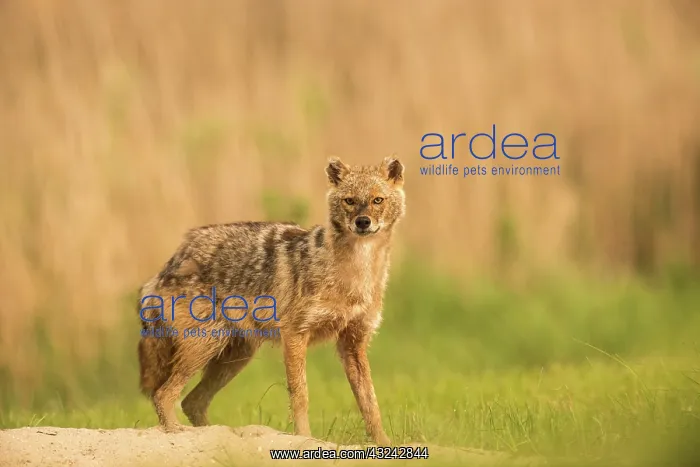  : Jackal - standing- tail down - Romania
