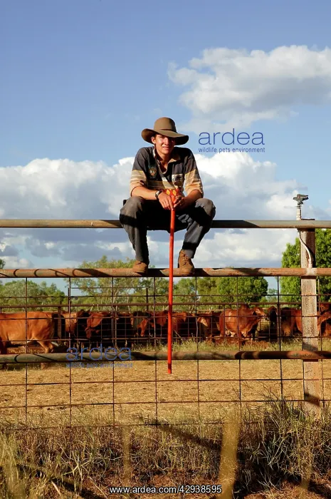 : Jackaroo having a rest during mustering. Bushy : Jackaroo having a rest during mustering. Bushy