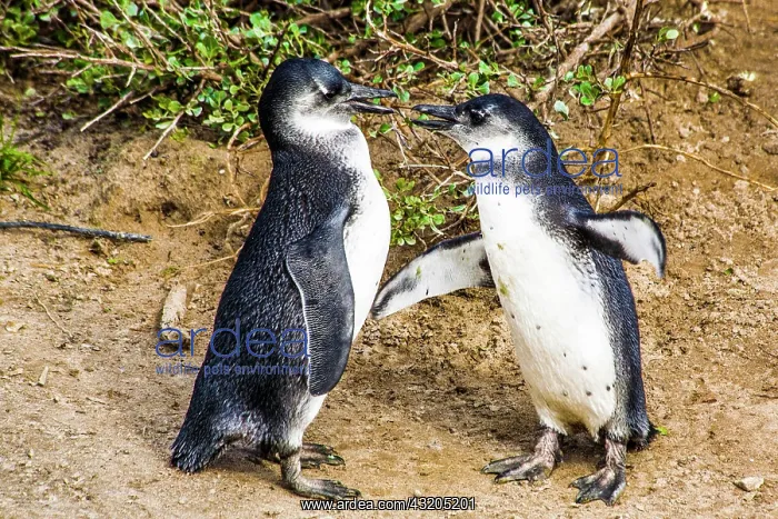 : Jackass, african penguins (Spheniscus demersus) : Jackass, african penguins (Spheniscus demersus)