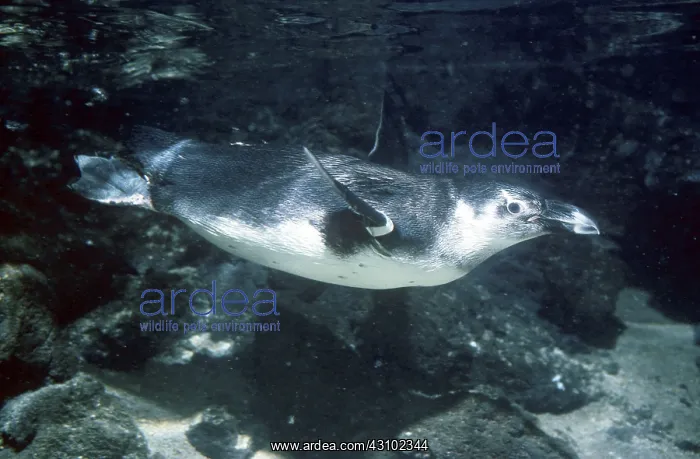 : Jackass Penguin underwater : Jackass Penguin underwater
