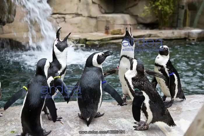: Jackass Penguins : Jackass Penguins