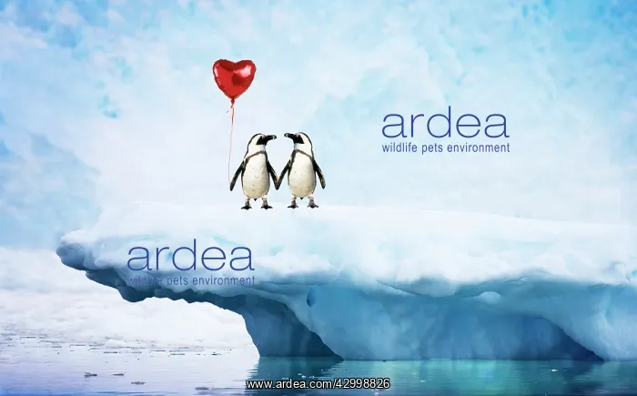 : Jackass Penguins, on iceberg, holding hands and : Jackass Penguins, on iceberg, holding hands and