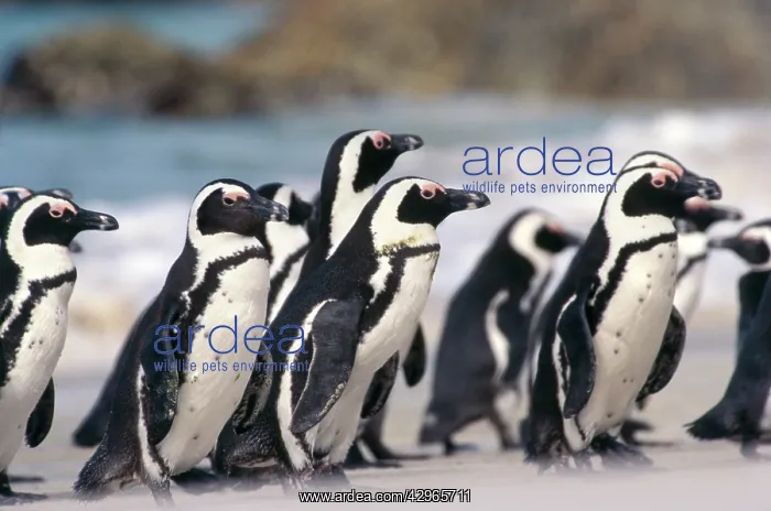 : Jackass Penguins - raft coming ashore after hunting : Jackass Penguins - raft coming ashore after hunting