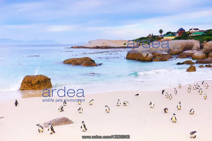 : Jackass penguins (Spheniscus demersus) on a beach : Jackass penguins (Spheniscus demersus) on a beach