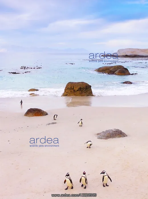: Jackass penguins (Spheniscus demersus) on a beach : Jackass penguins (Spheniscus demersus) on a beach